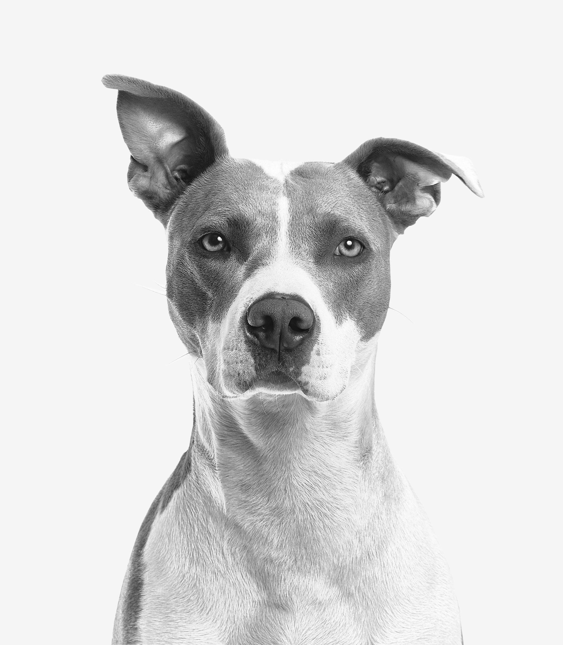 Uma foto em preto e branco de um cachorro olhando para a câmera.