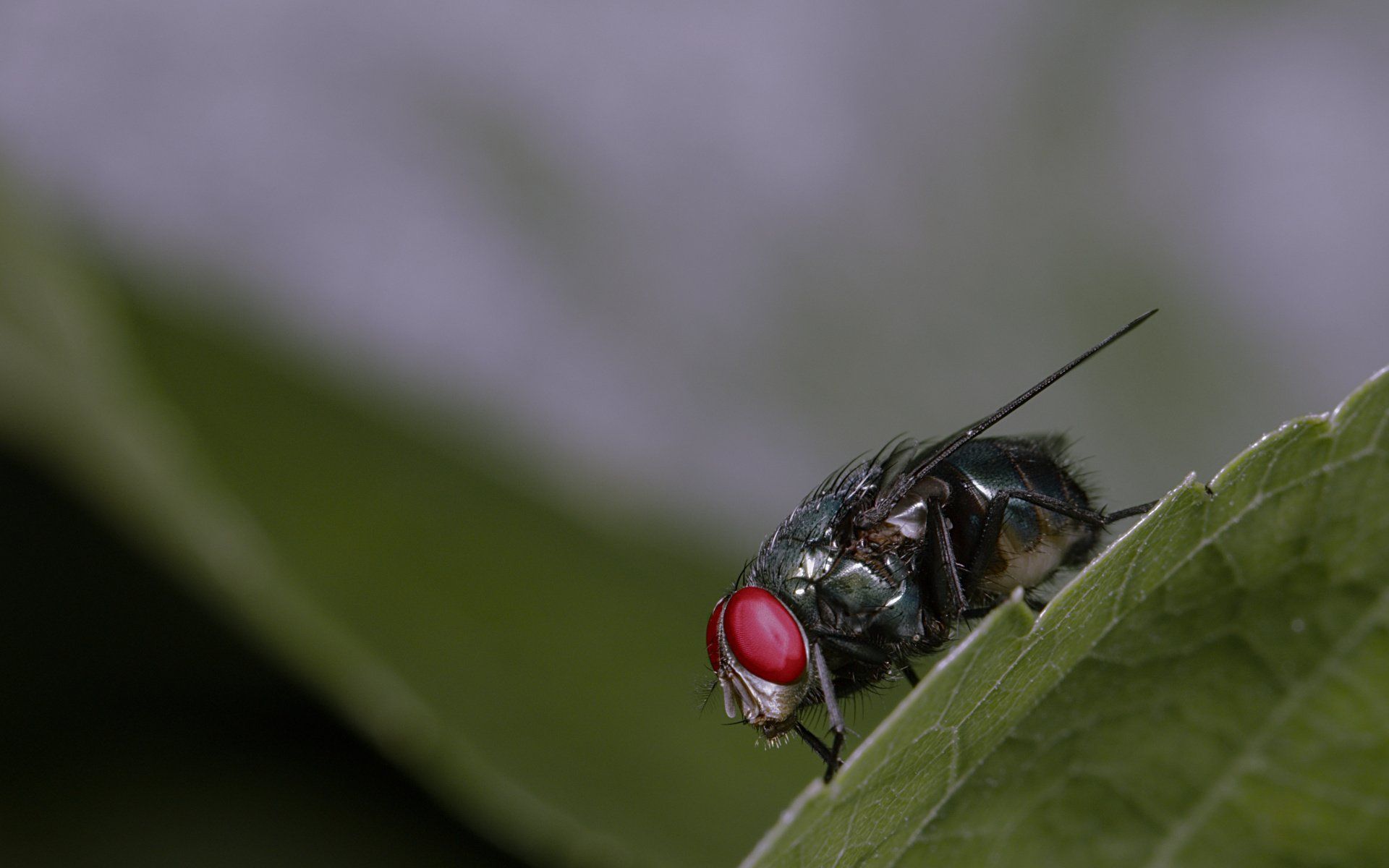 A fly with red eyes is sitting on a green leaf.