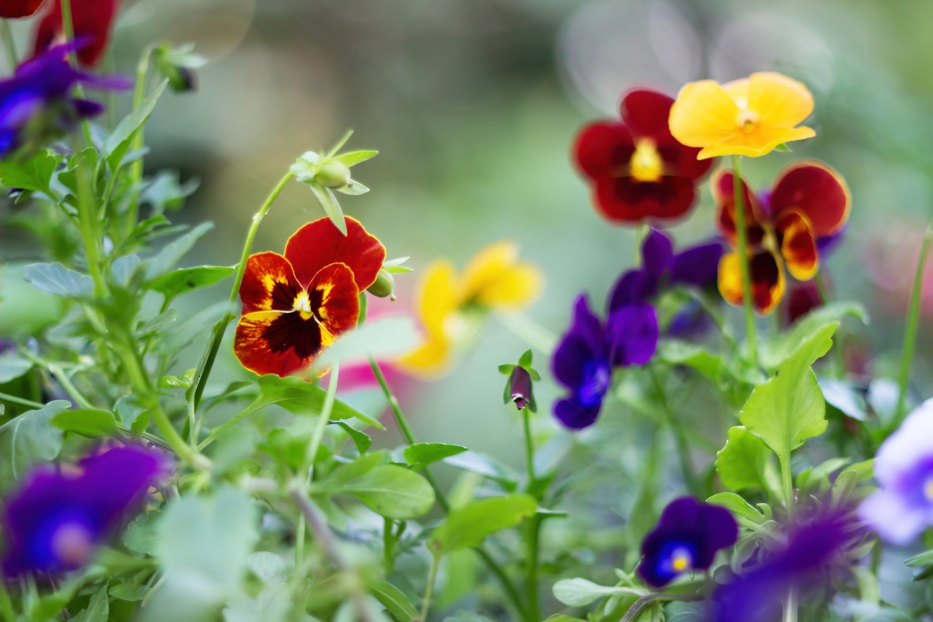 red purple and yellow pansy flowers