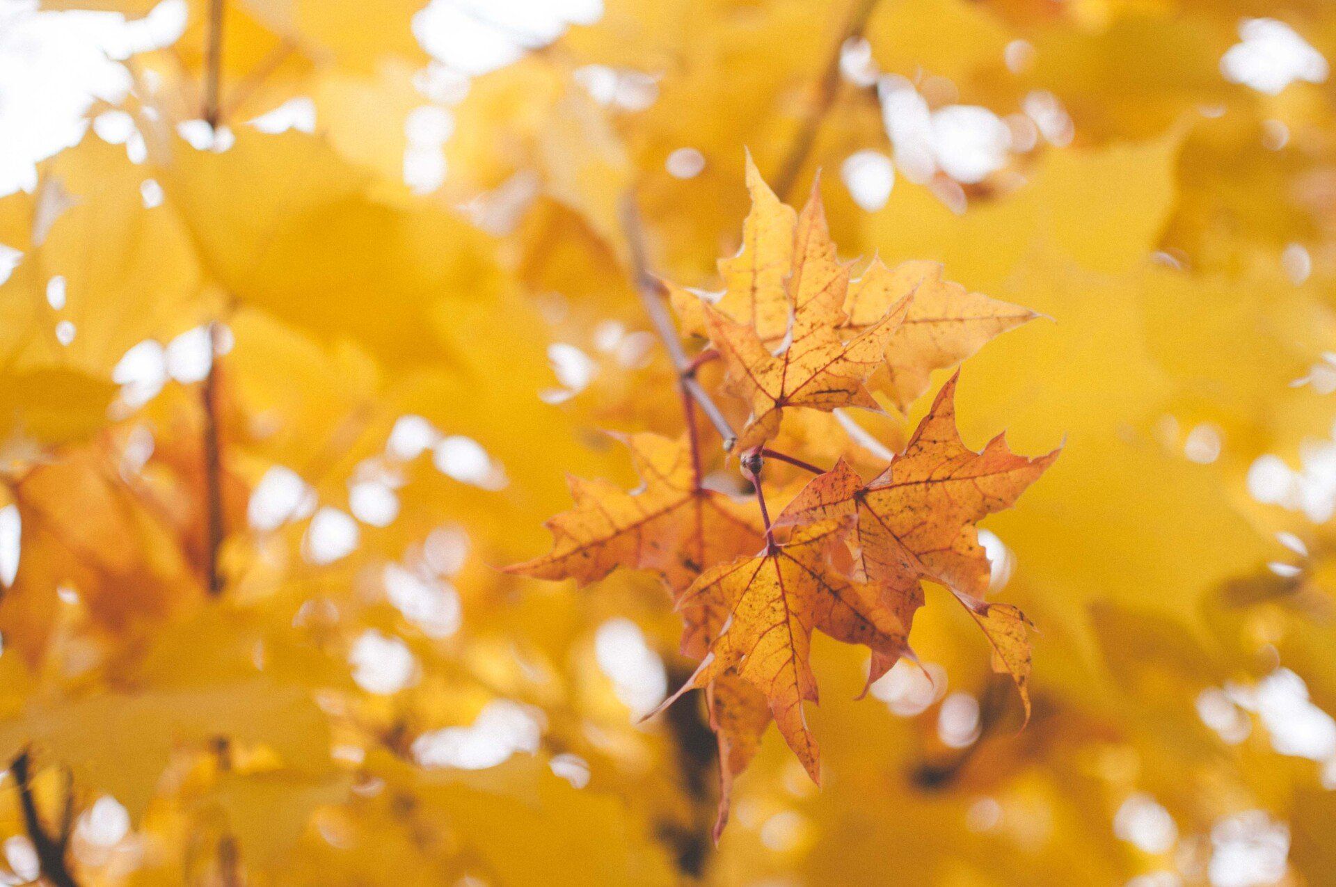 golden colored maple leaves