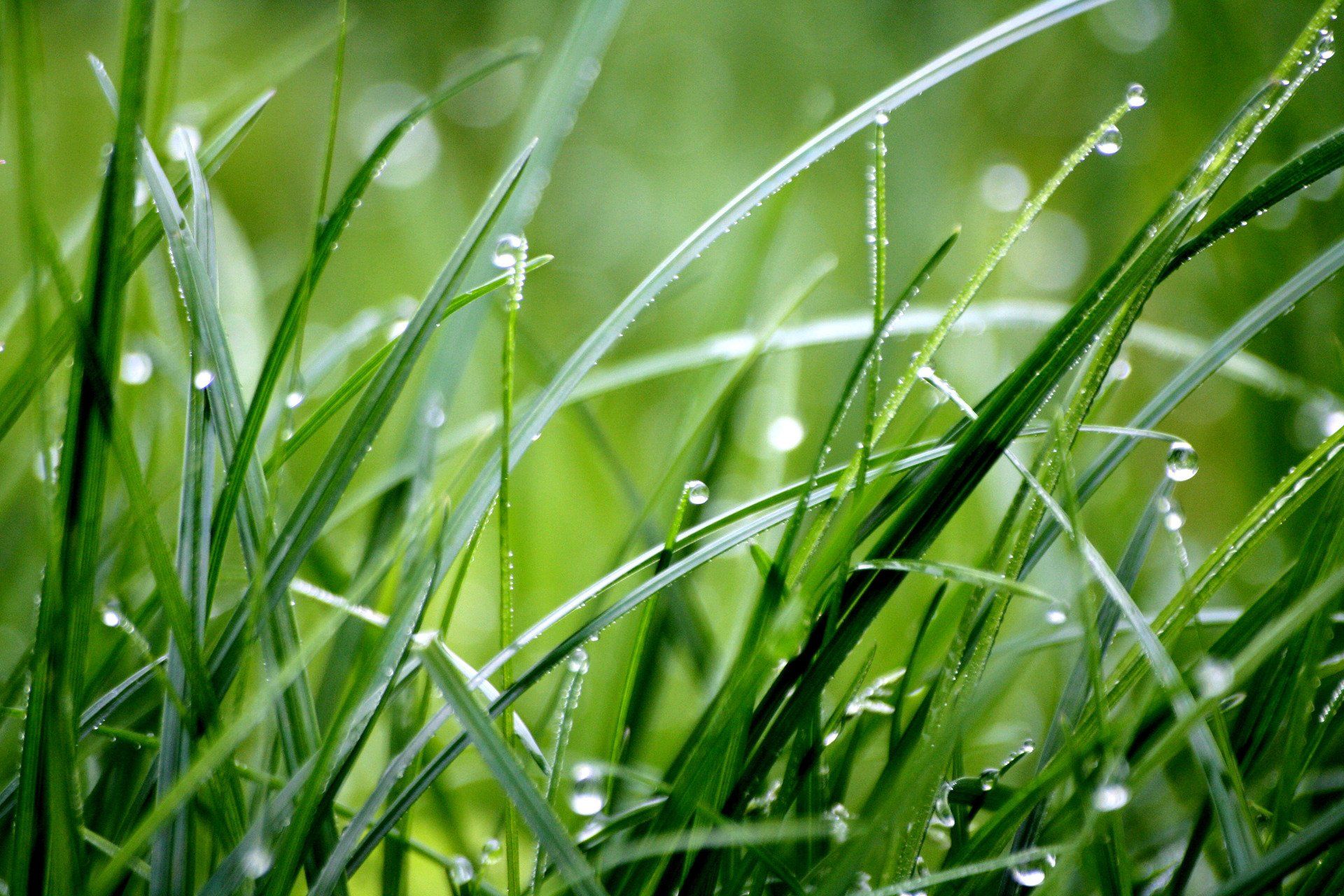 Dedicated team of lawn care professionals