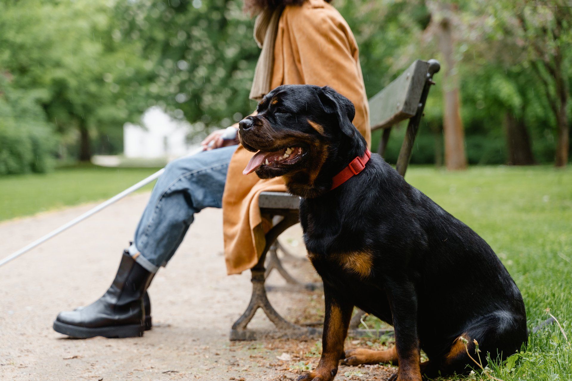Advanced dog obedience training 
