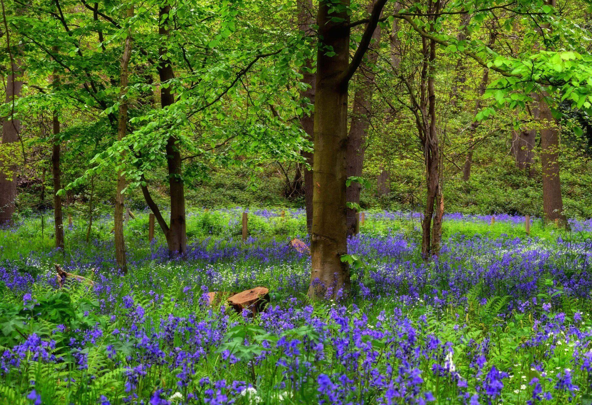 Bluebells in a beech woodland