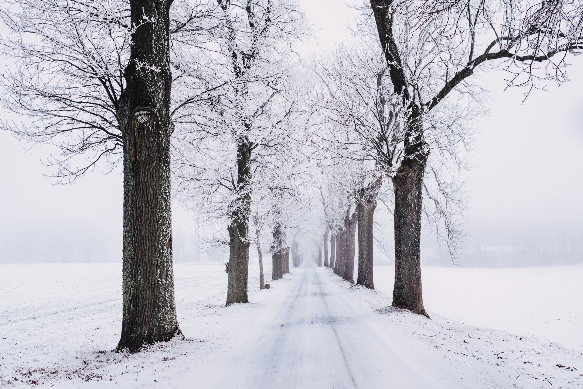 Snowy road lined with bare trees, leading into a misty white distance.