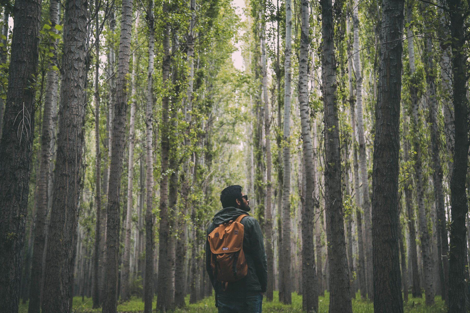 Wanderer im Wald