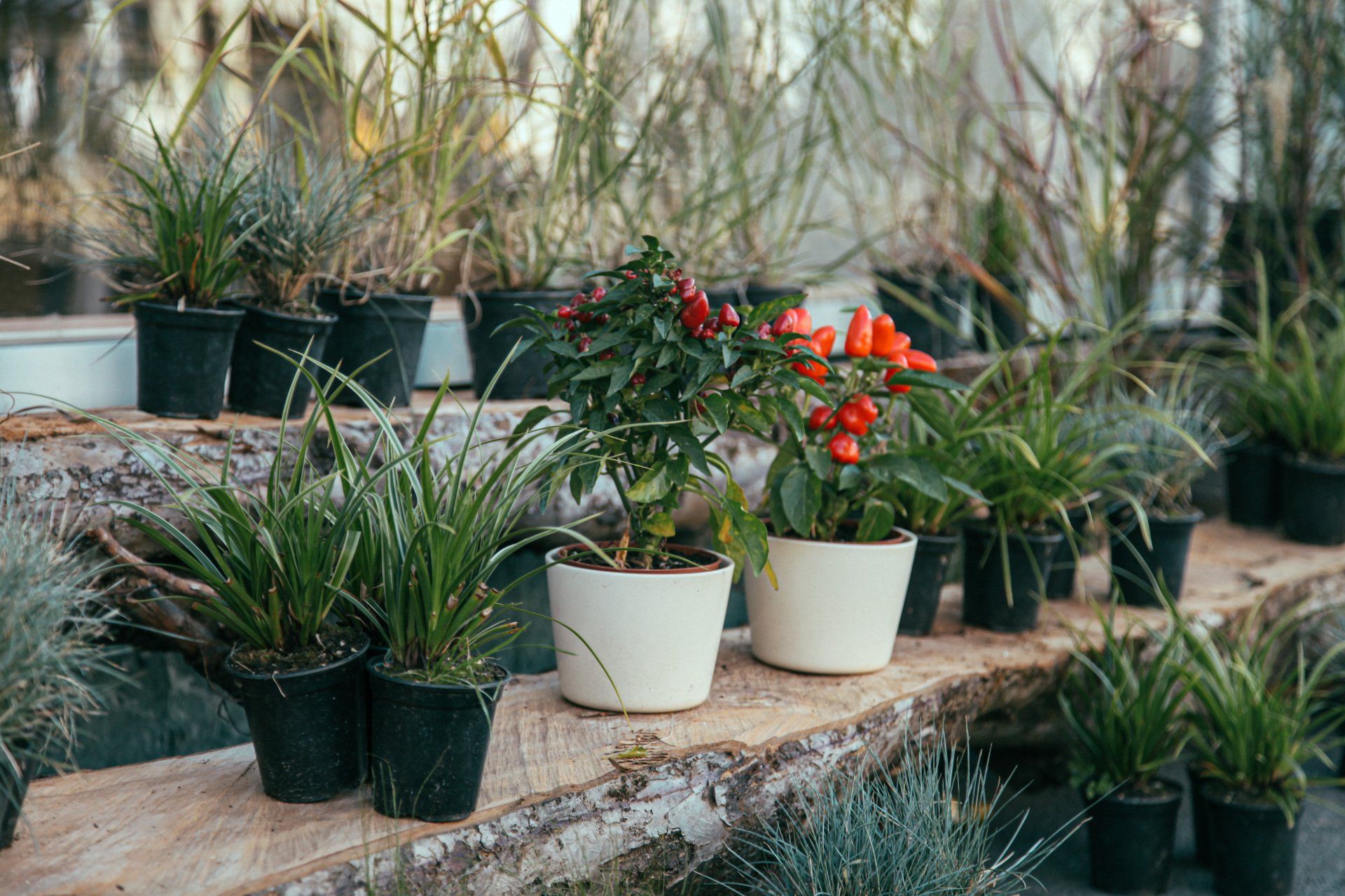 planter