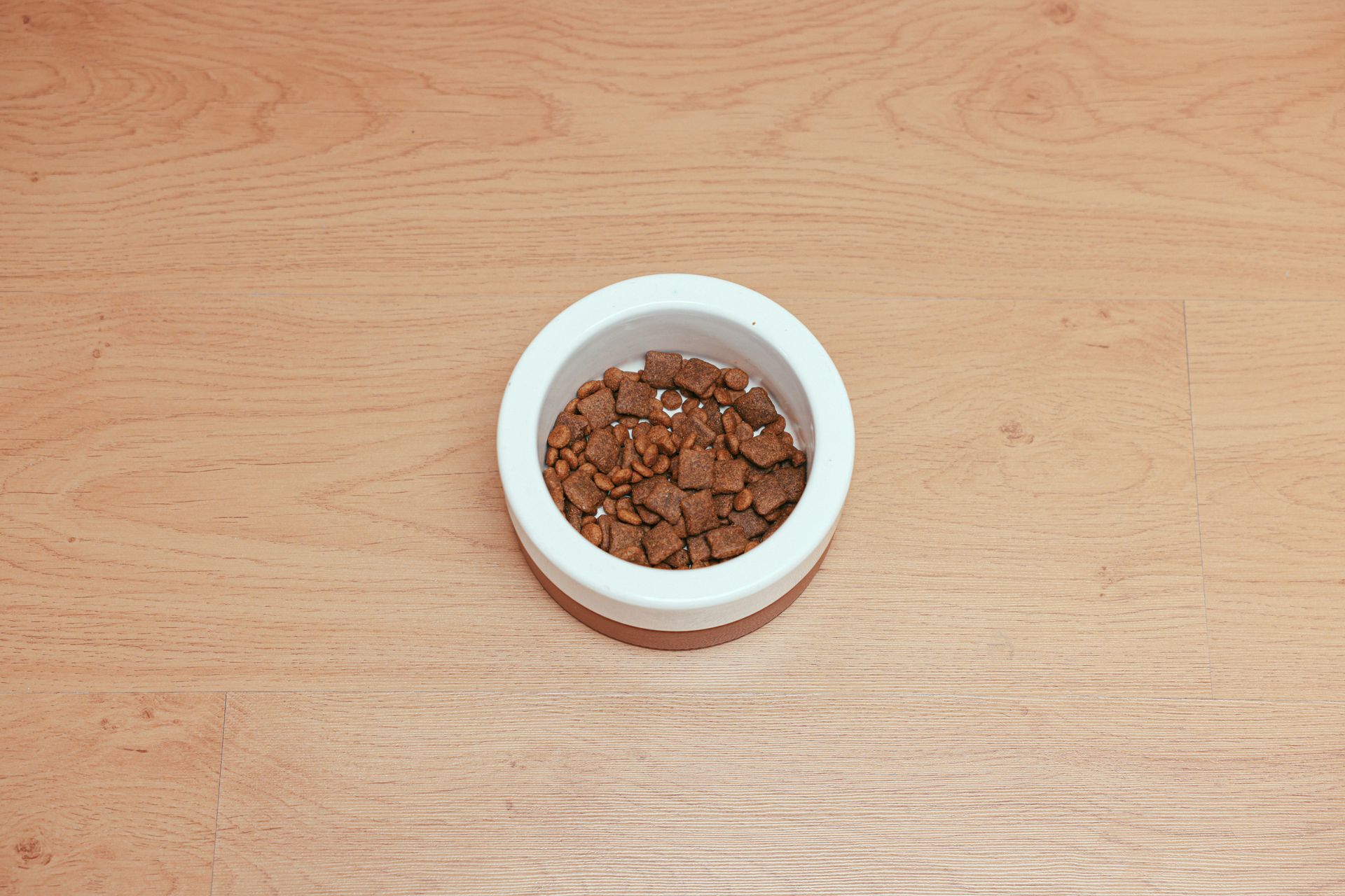 bowl of pet food