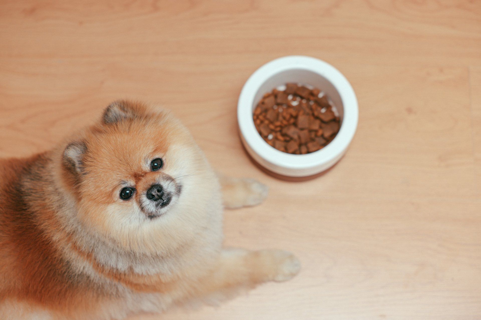 A pomeranian dog is laying next to a bowl of dog food on a wooden floor.