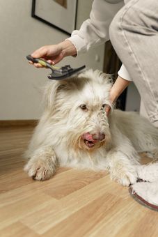 Dog Groomer | Land O Lakes, FL | The Fur Flipper by Gloria