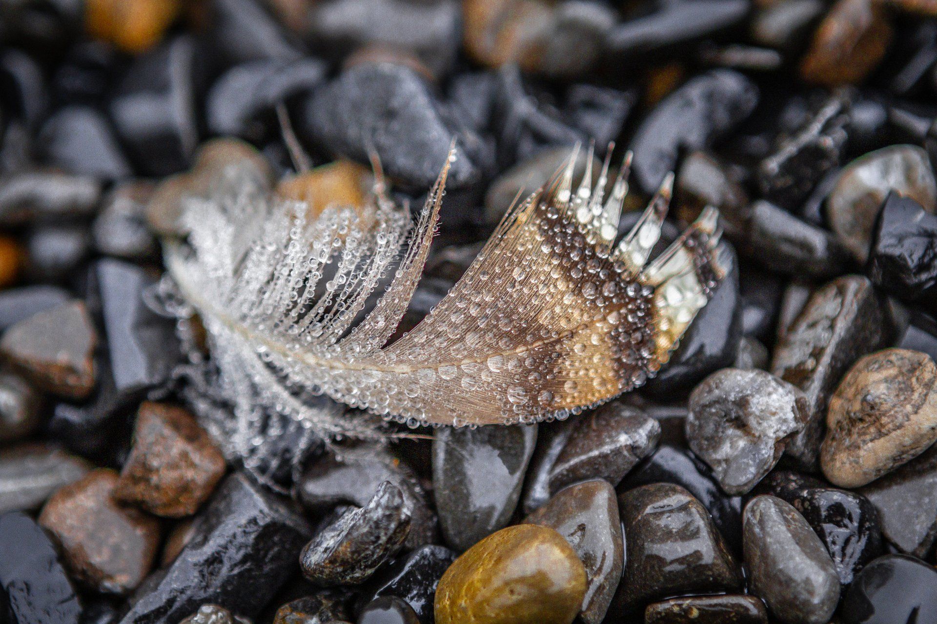 Natural Pursuits by Sue Cartwright, Spiral Leaf