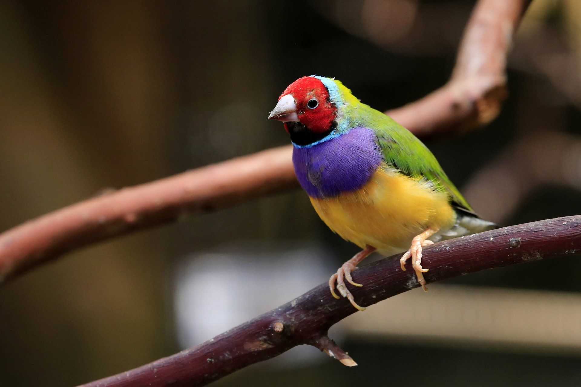 More Birds