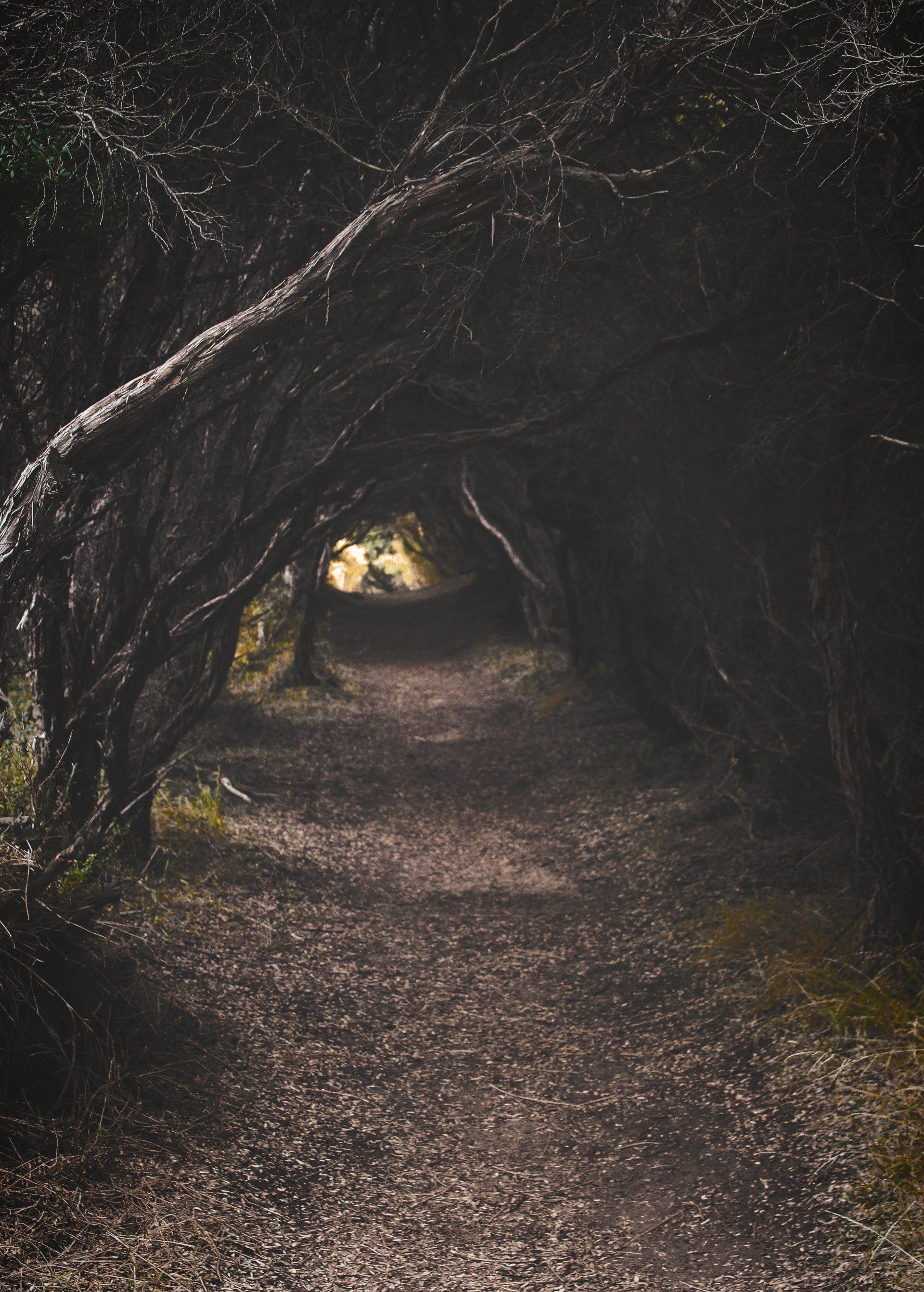 A trail through the forest of trees