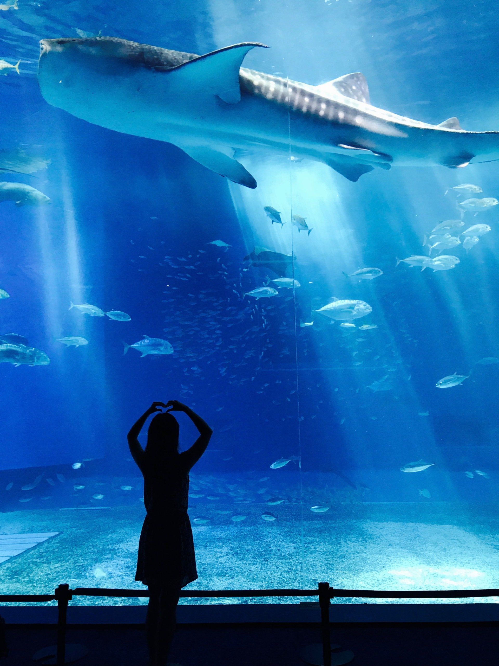 wonders-of-wildlife-aquarium