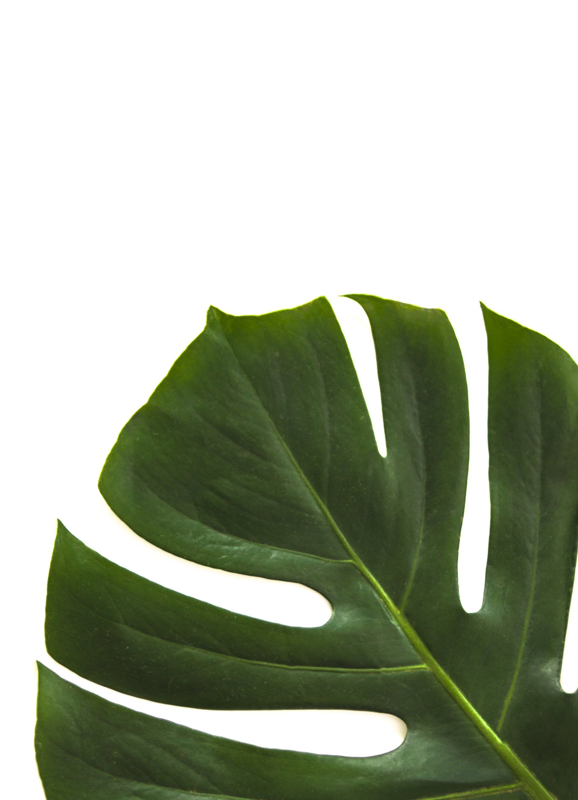 A close up of a green leaf on a white background