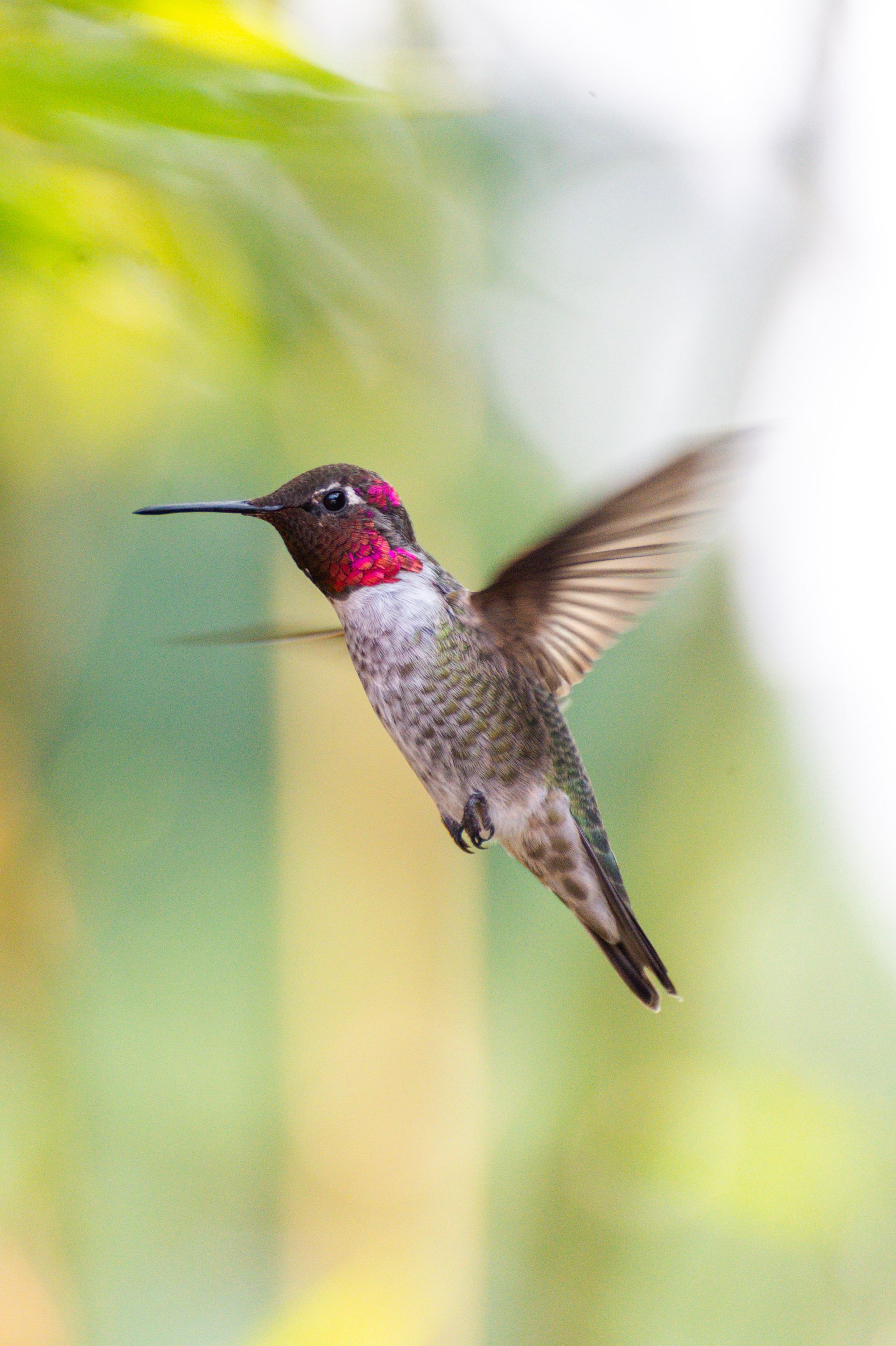 RummiHummingbiHu