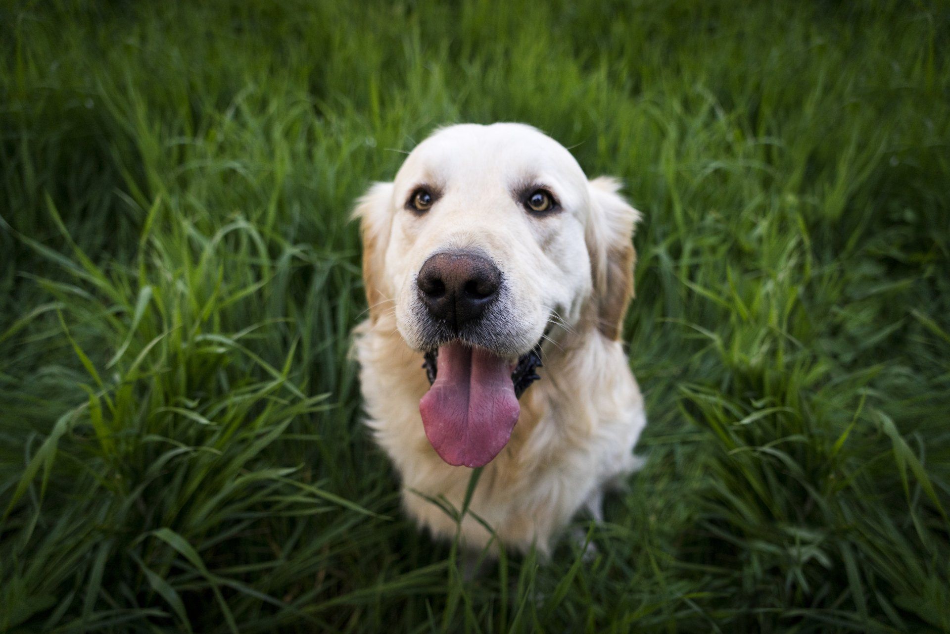 A dog is sitting in the grass with its tongue hanging out.