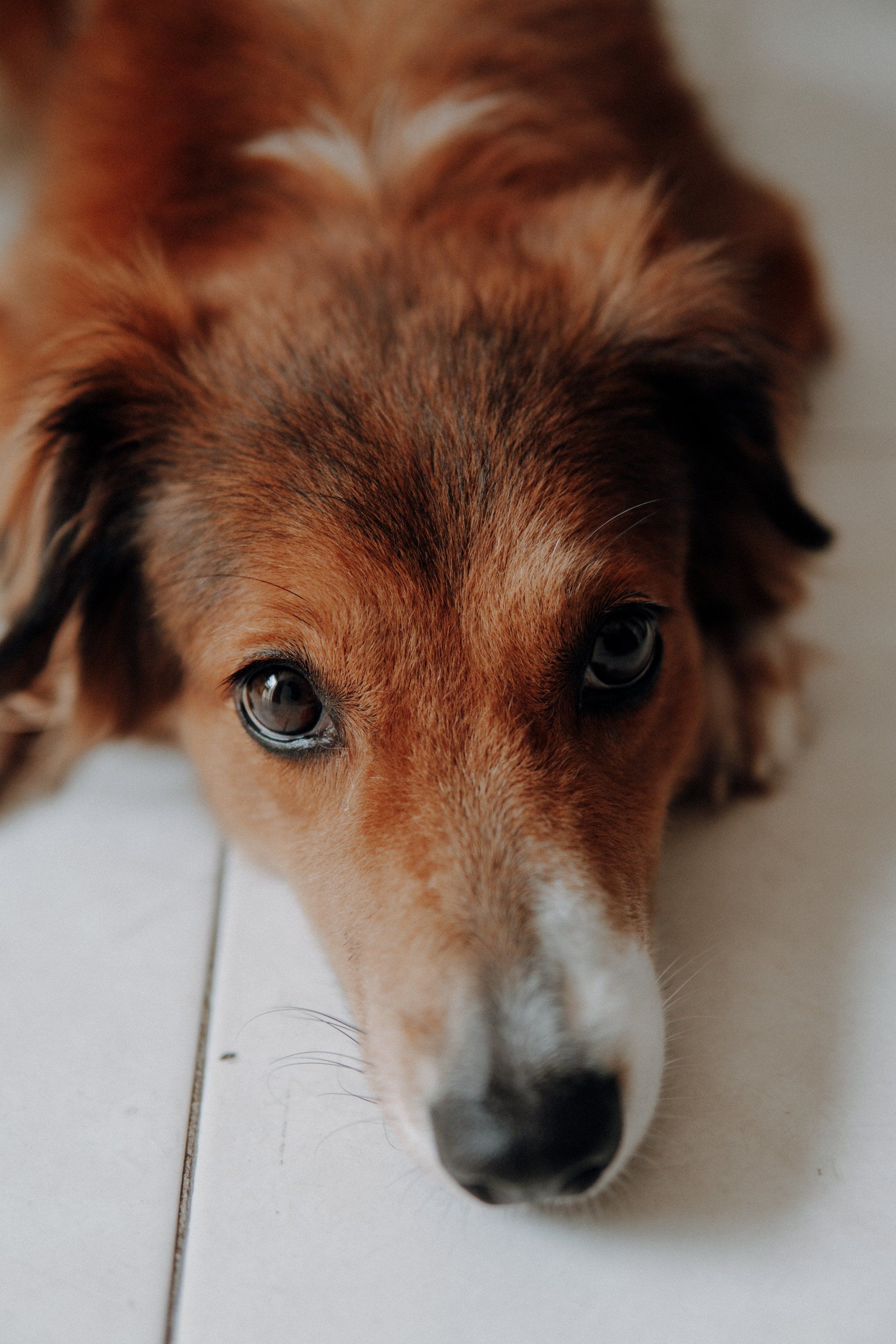Brown and white dog gazing at the camera, resting on a white floor.