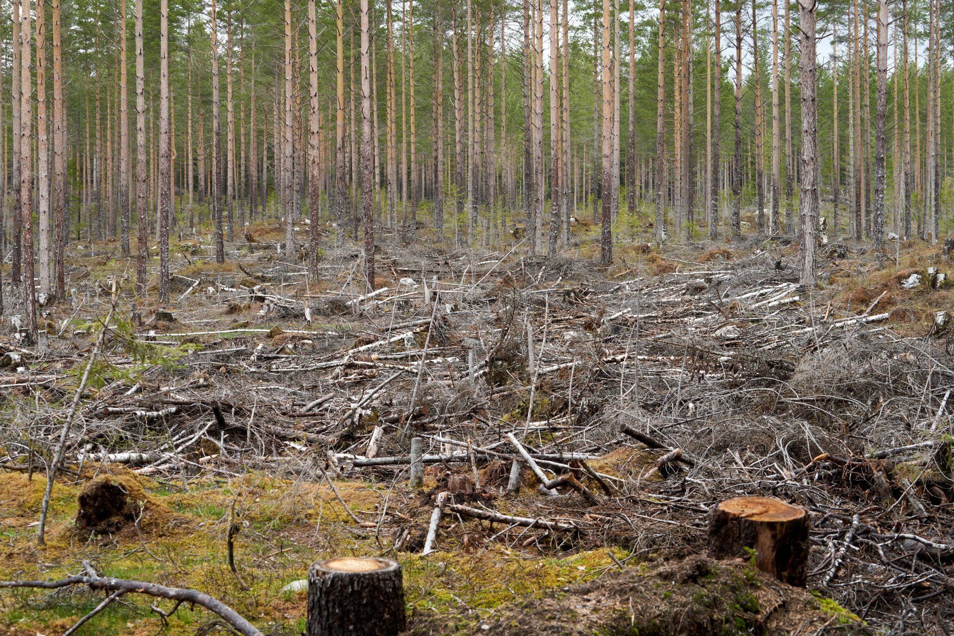Land Clearing | Lakeland, FL | IronHead Tree Service