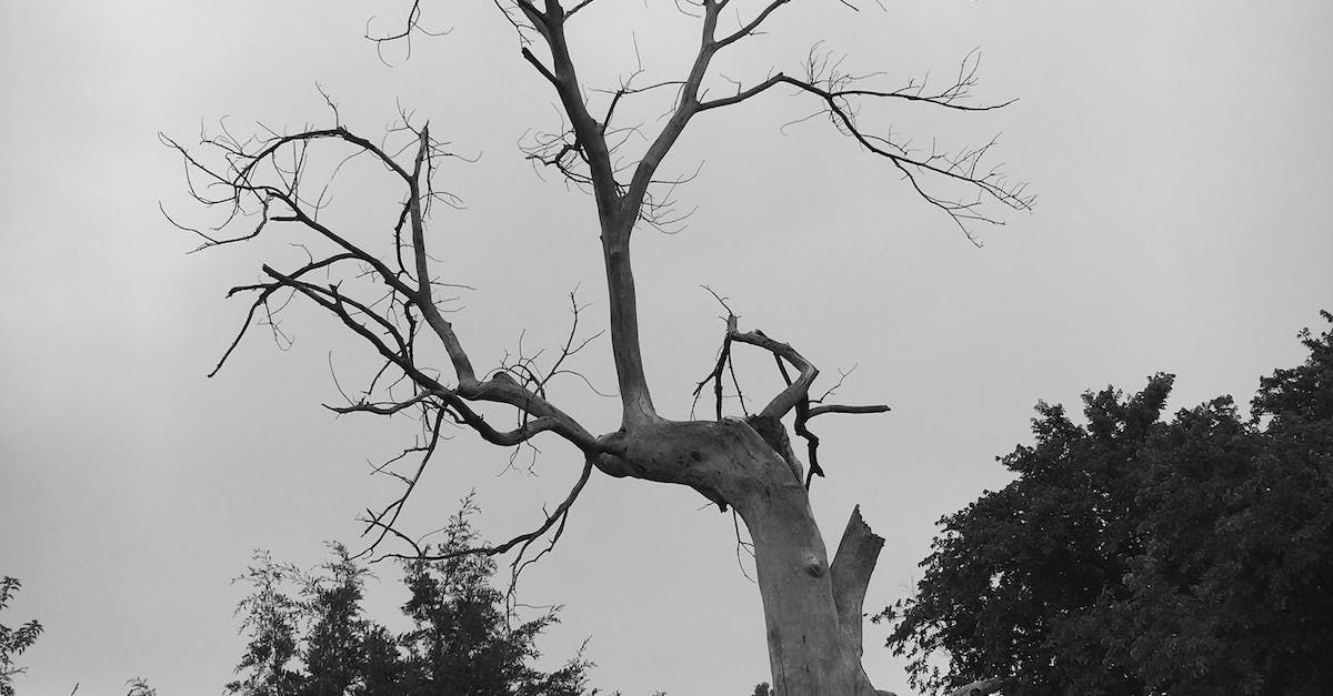 tree trimming