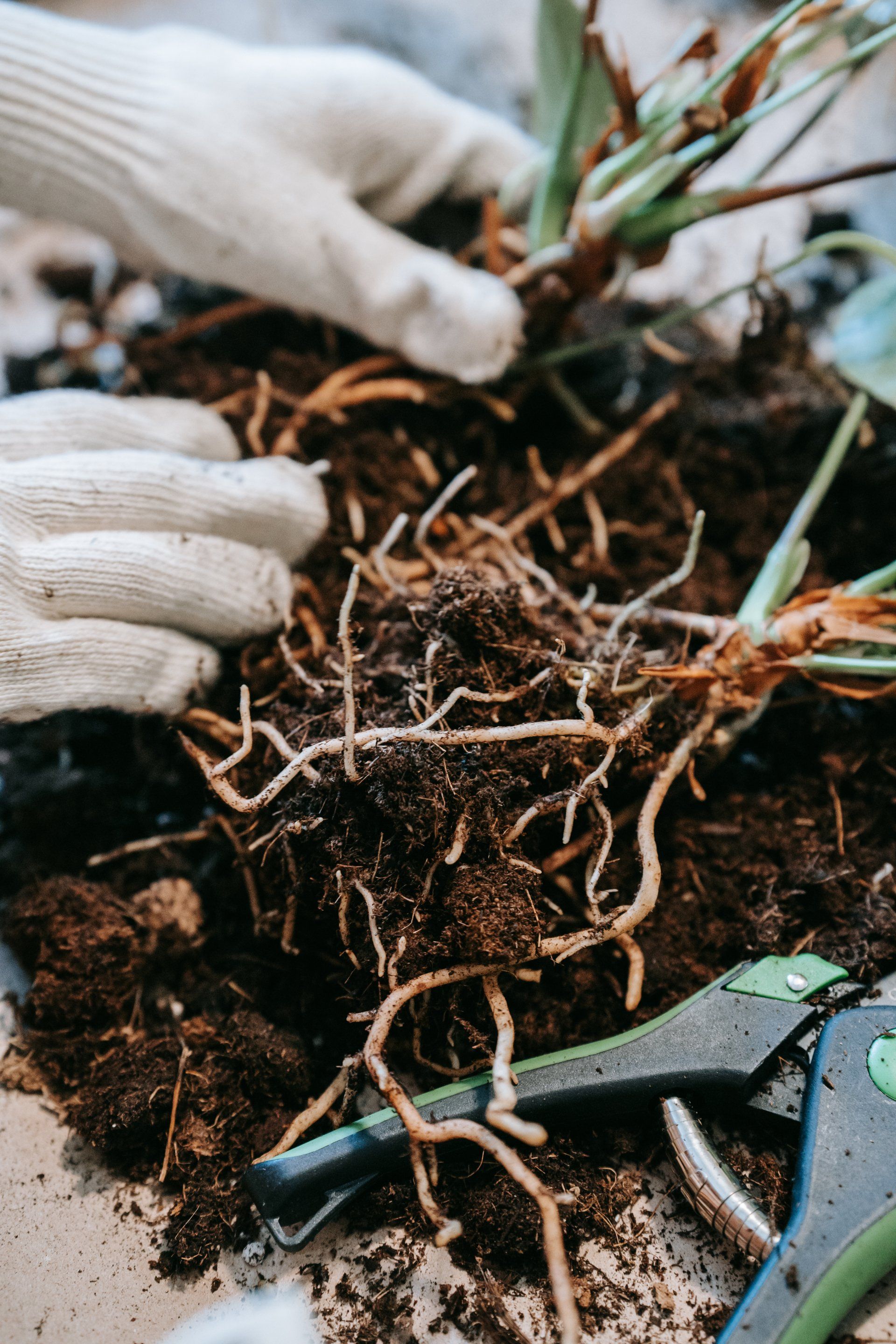 A person is planting a plant in the ground.