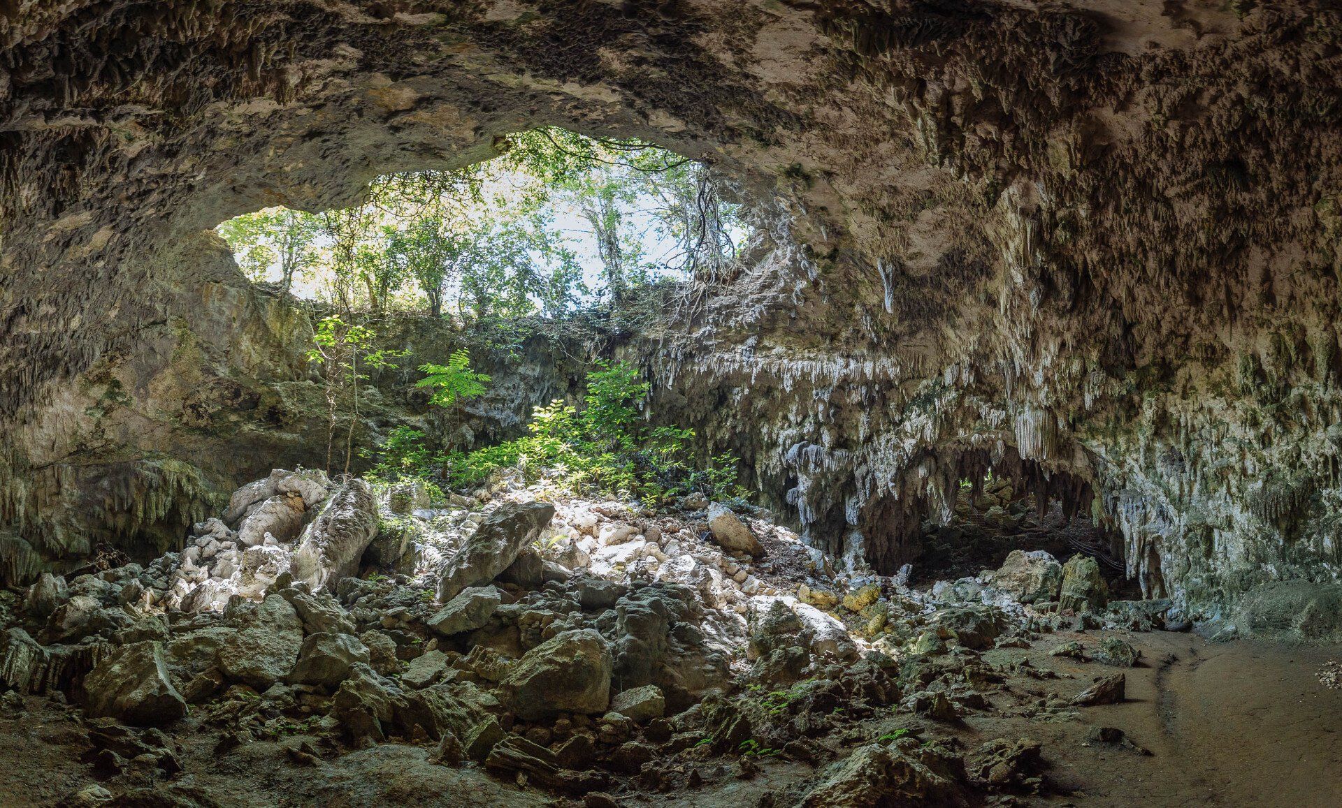 Cave opening with lush green foliage visible through the opening. Rocky interior, sunlight streaming in.