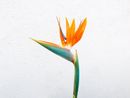 Bird of paradise flower with orange and blue petals against a white wall.