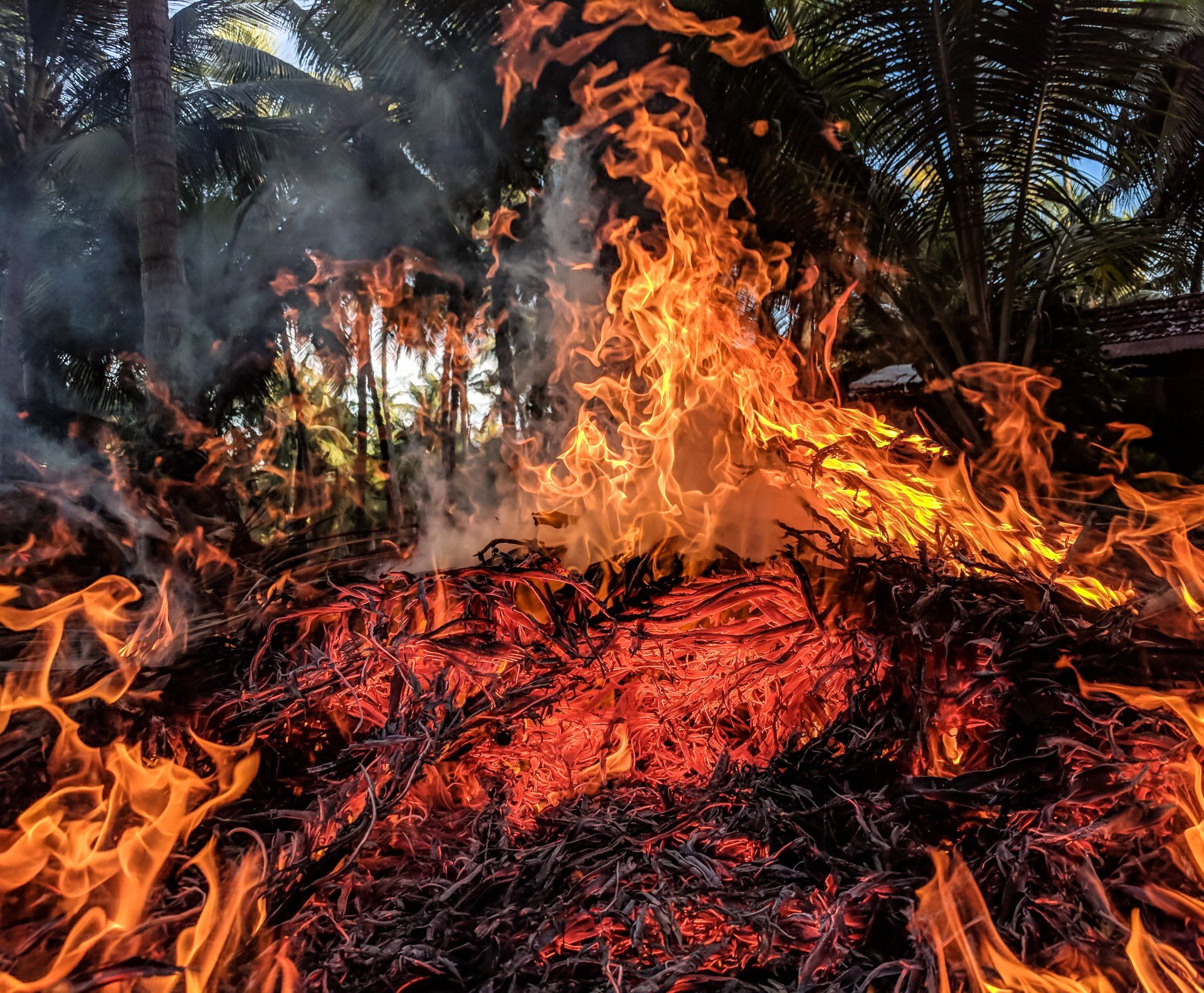 forest wildfire