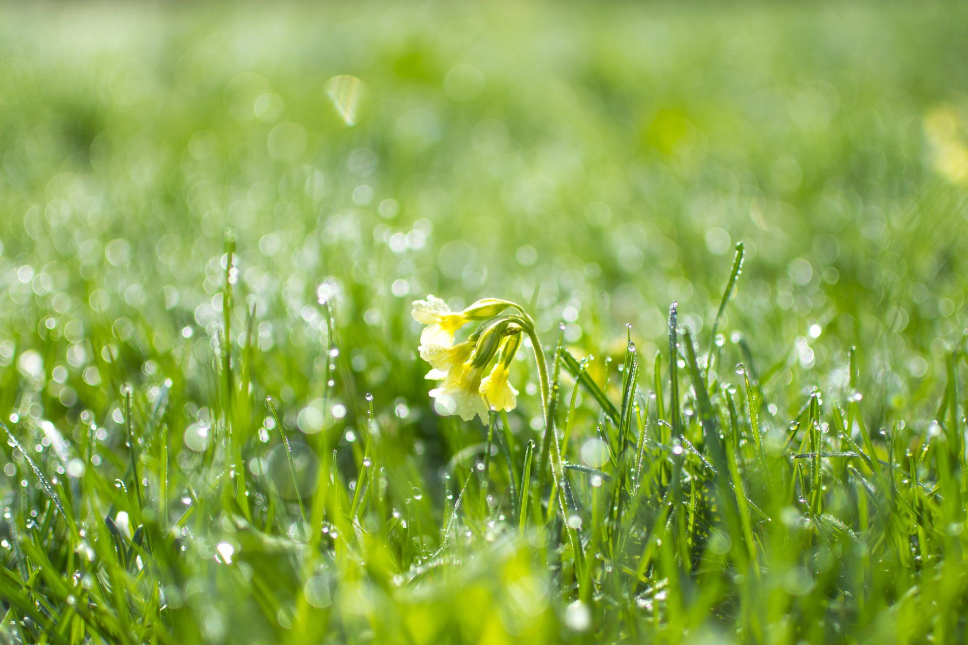 green grass