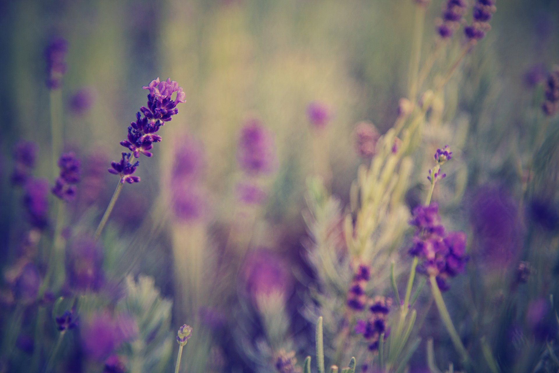 Lavender flowers at Buckholt House Farm glamping site Monmouthshire