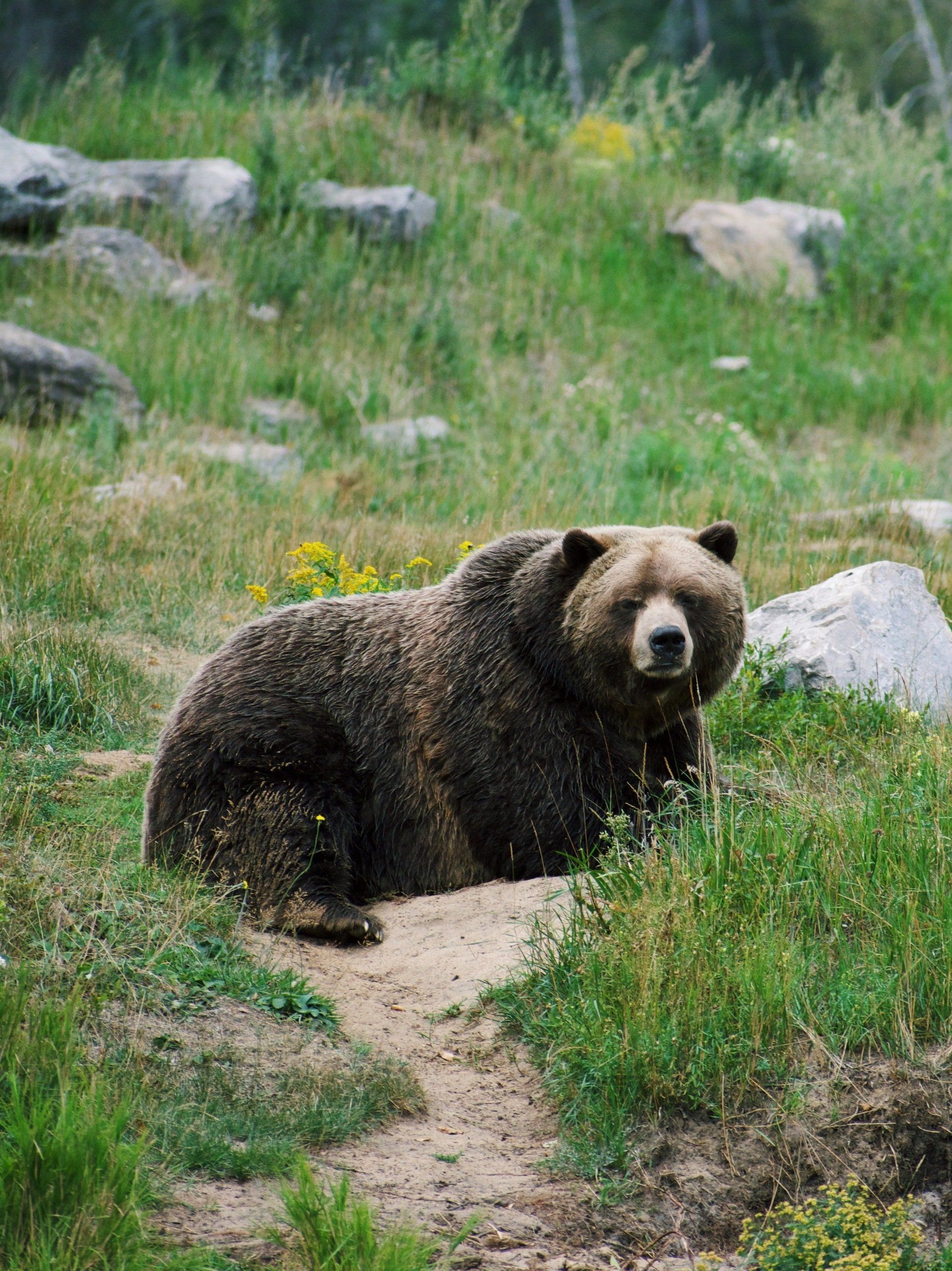 Grizzly Bear - True Love by Samantha Britt Beaumont