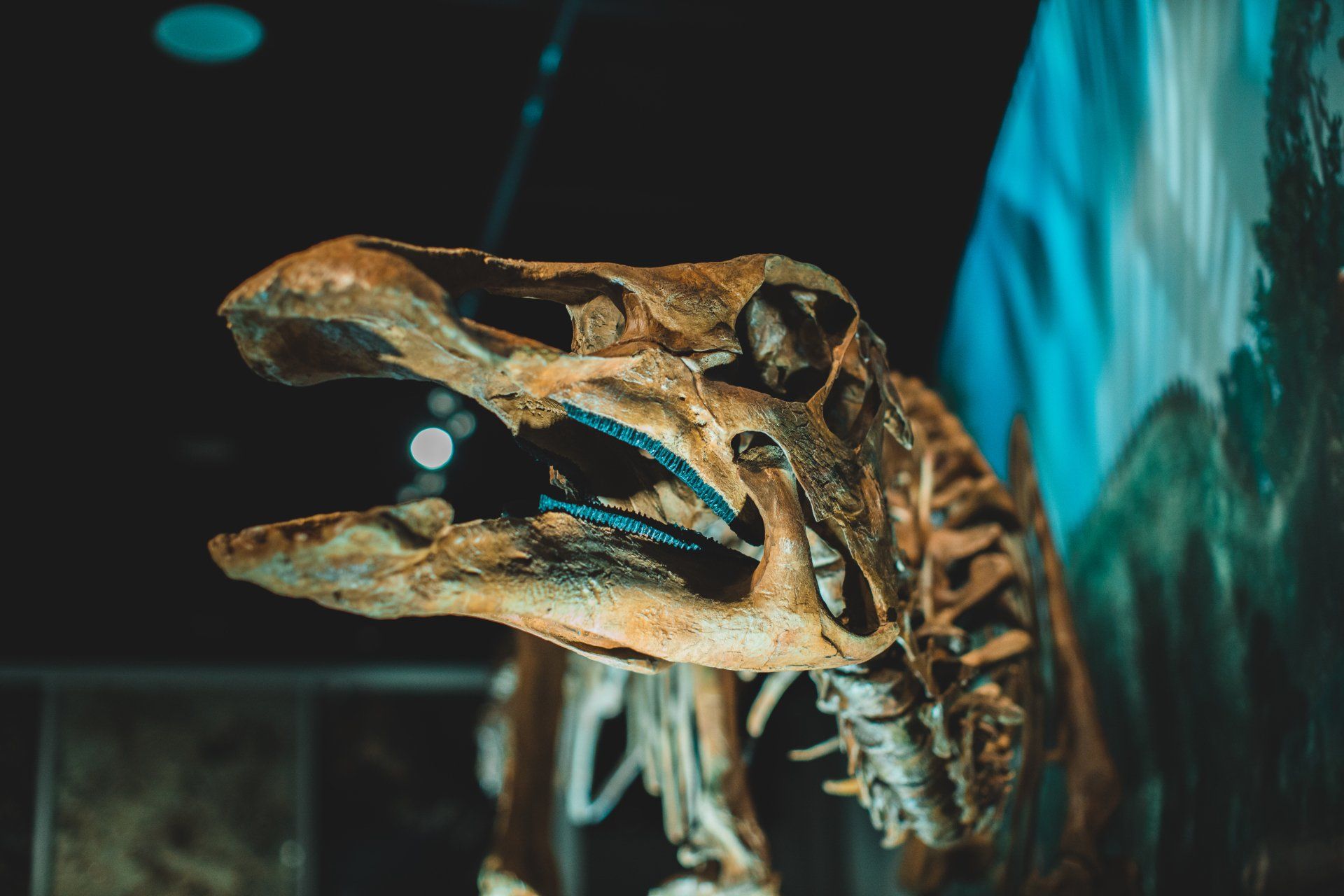 dinosaur-skeleton-in-museum