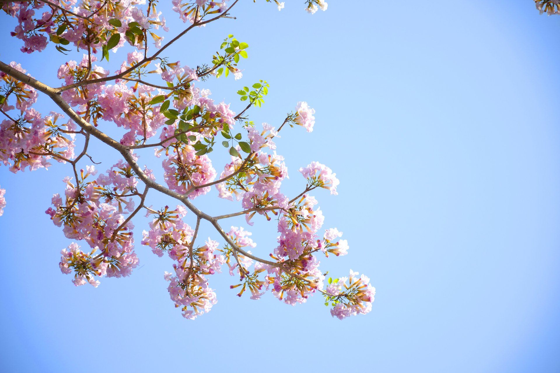 cherry-blossom-branch