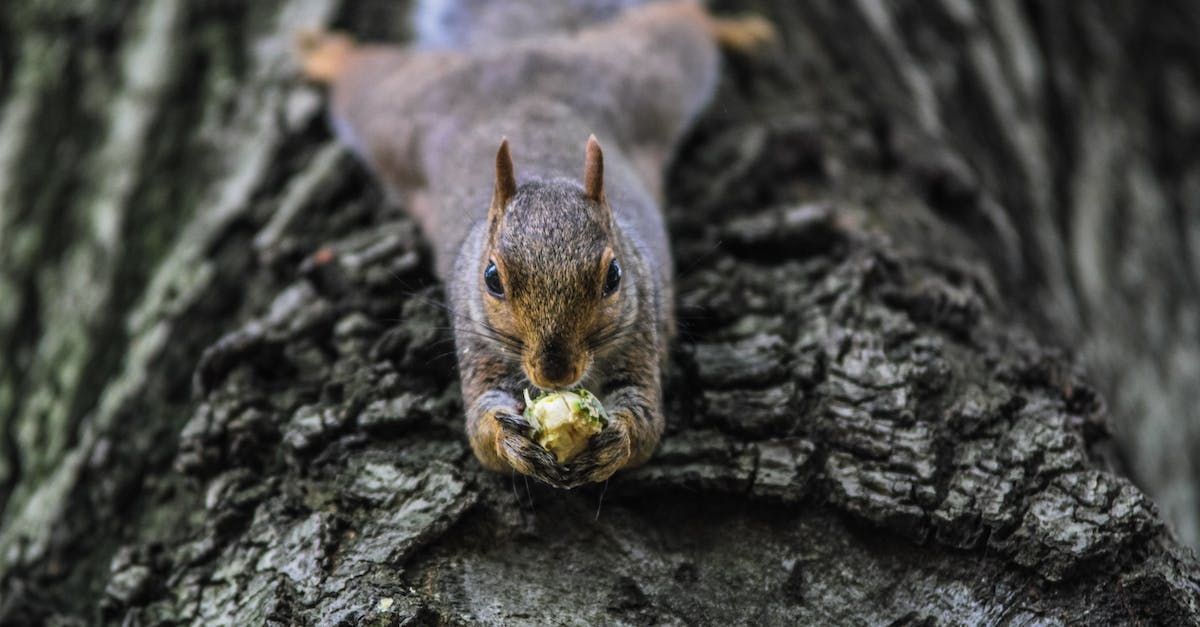 Squirrel on a tree trunk eating a nut.