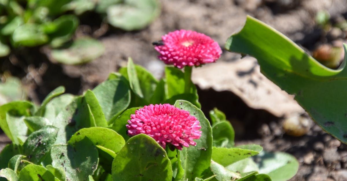 Two vibrant pink daisy-like flowers surrounded by green leaves.