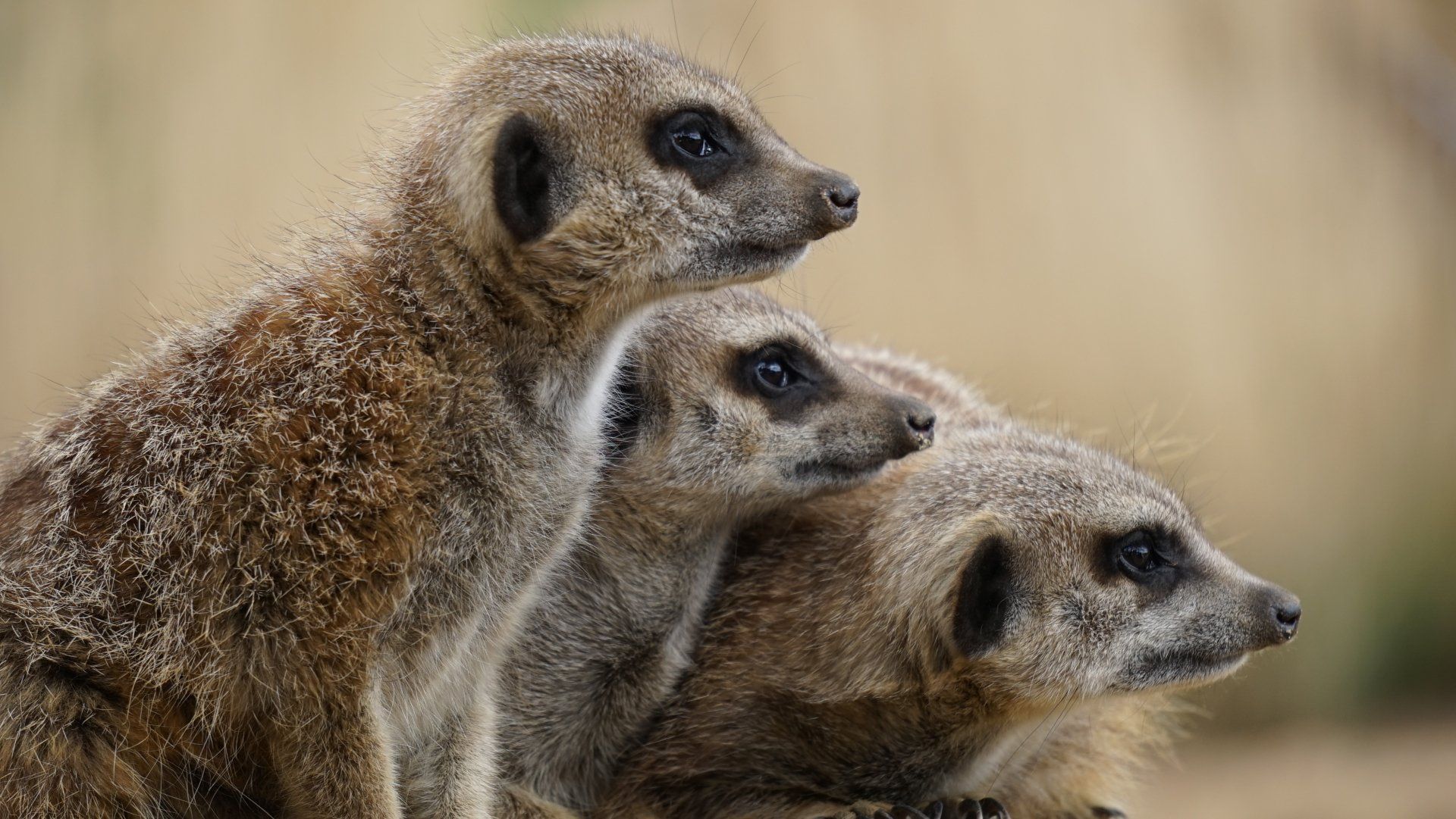 Meerkats at Tropiquaria in Somerset