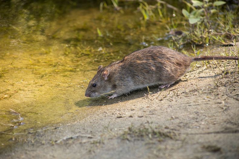 OutLook Pest Management rodent services OutLook Pest Management provides professional rodent control and exclusion services