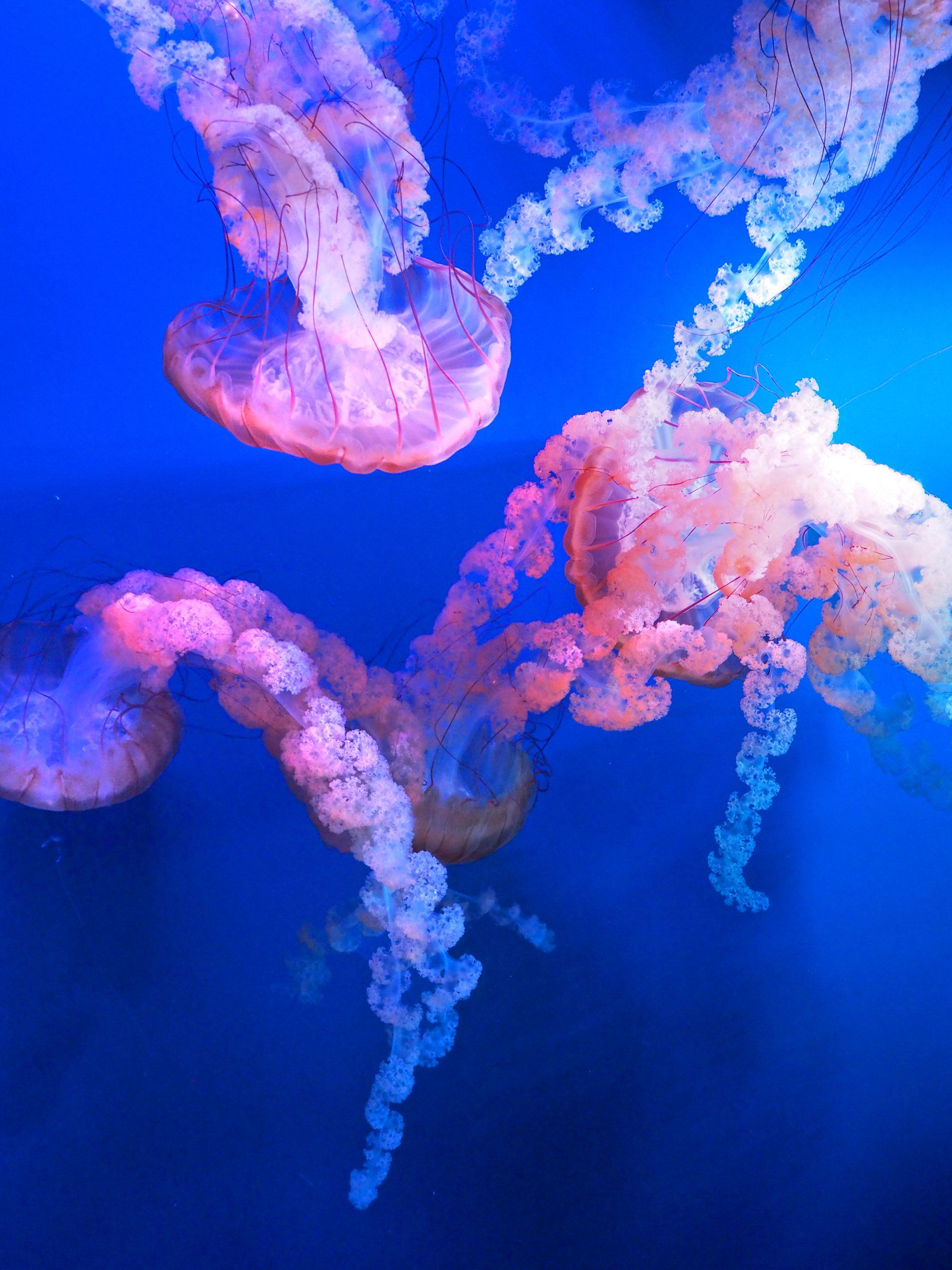 Several jellyfish with pink and orange hues float in blue water.
