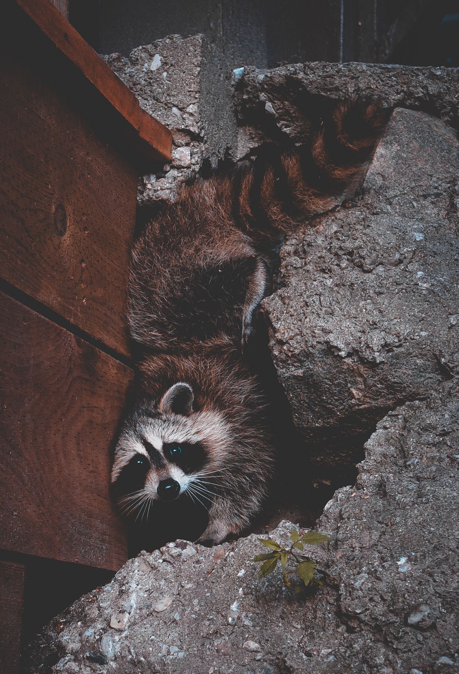 A raccoon resting in a narrow, rocky crevice next to a vertical brown wooden structure.