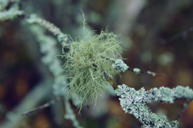 A close up of a plant with a lot of lichen on it.