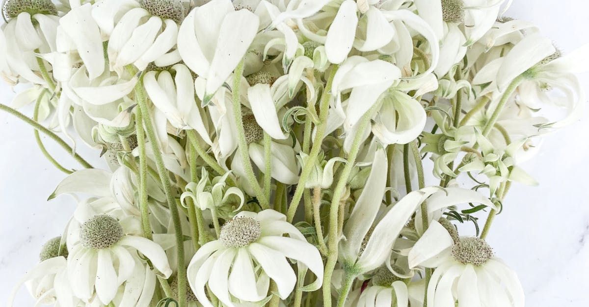 Kalachuchi Flower