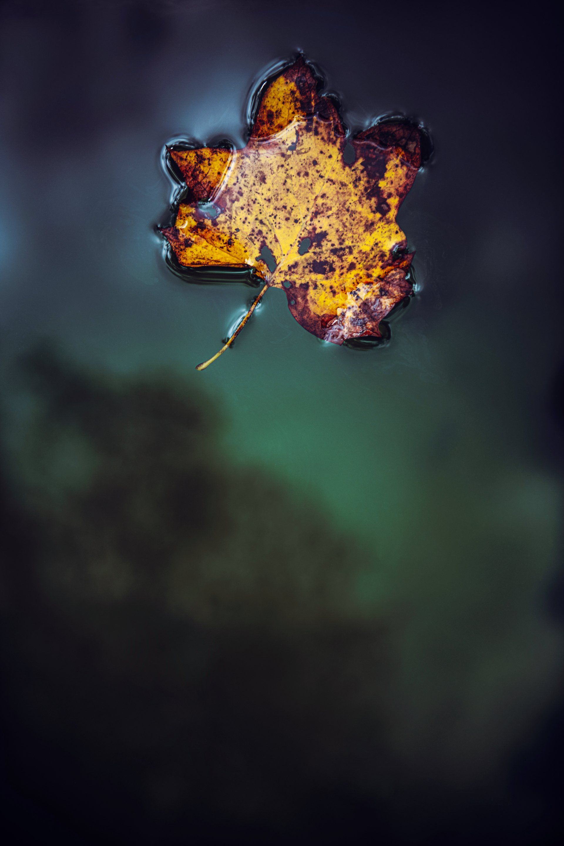 Leaf in water