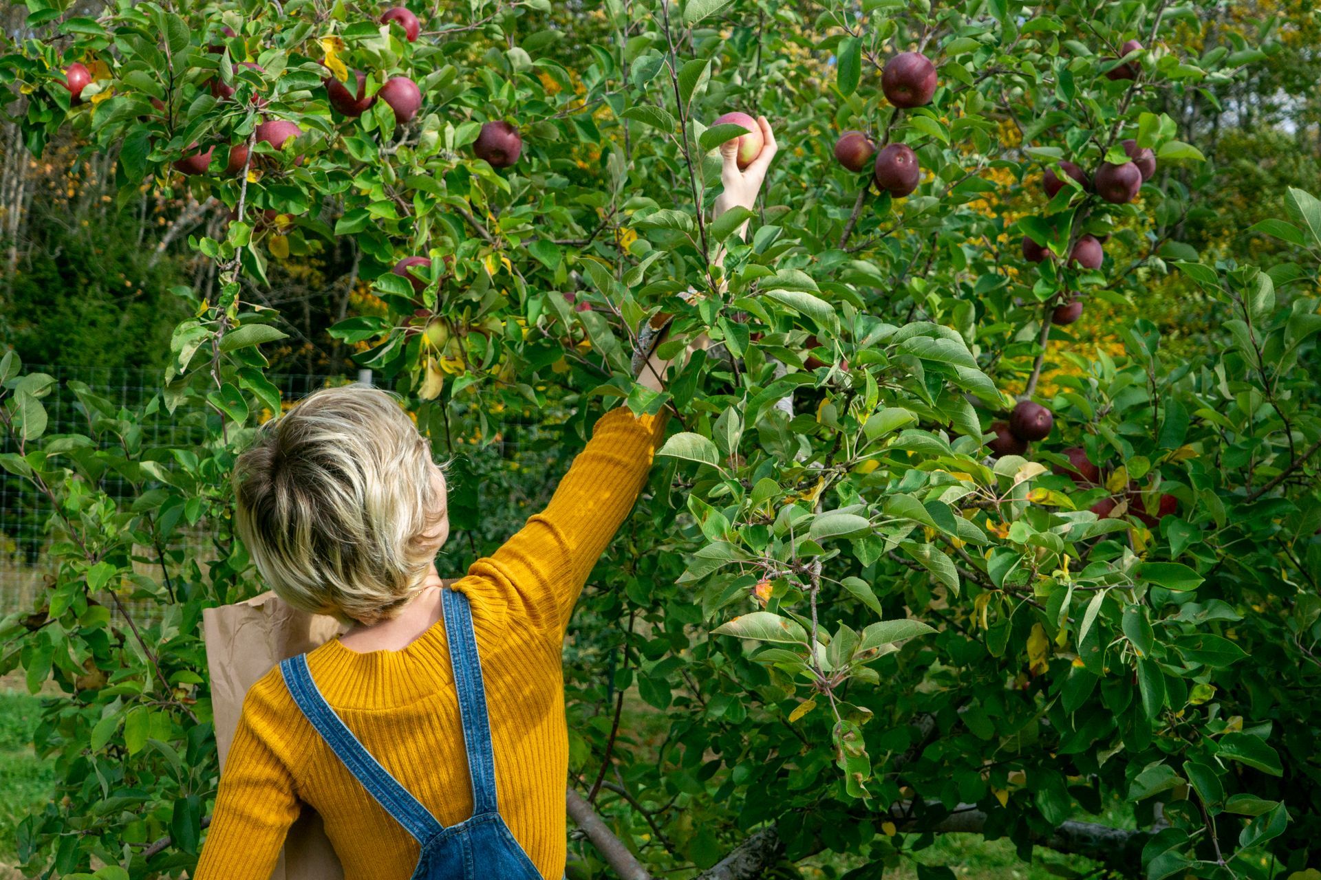 A woman is picking apples from an apple tree.