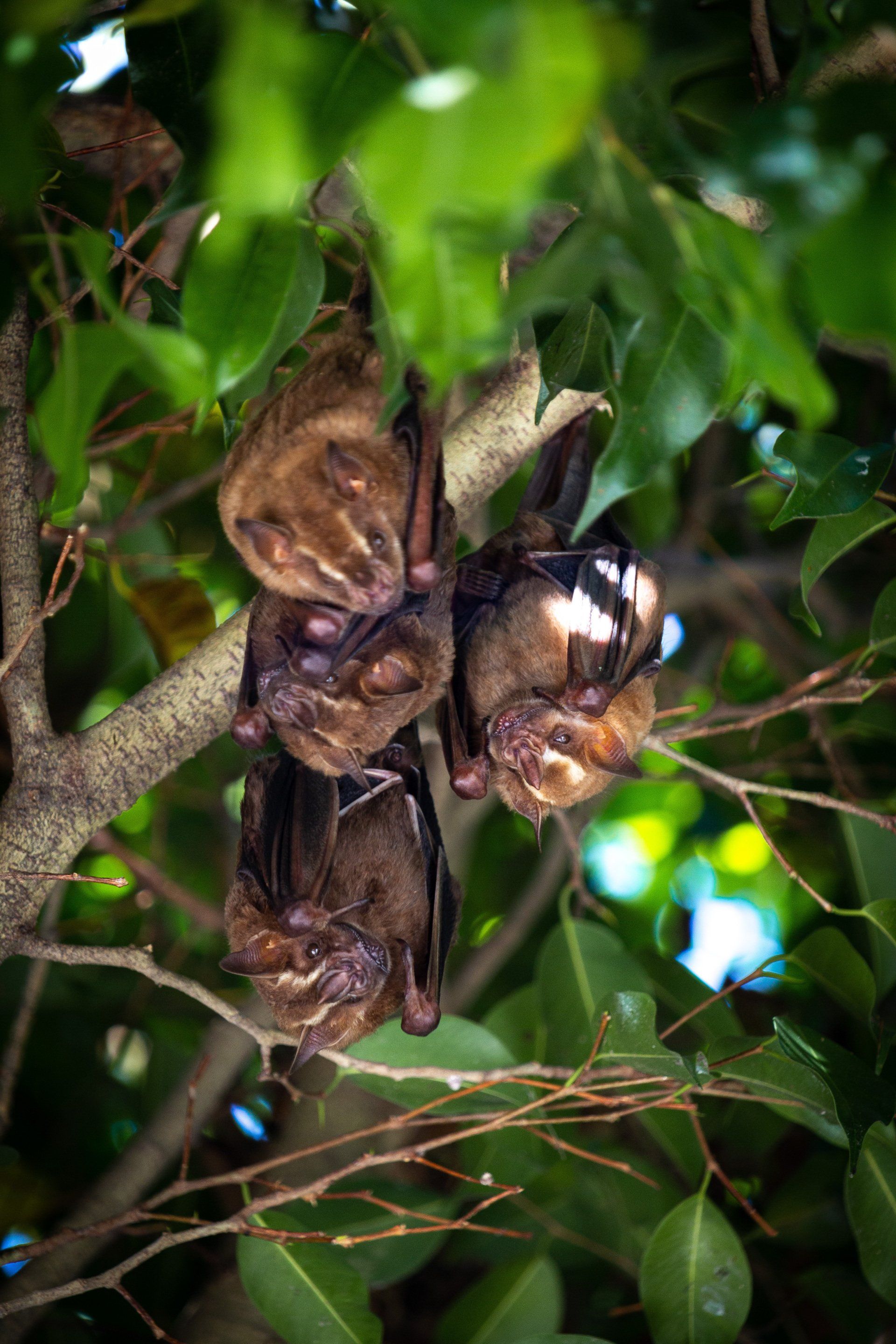 A bunch of bats hanging from a tree branch