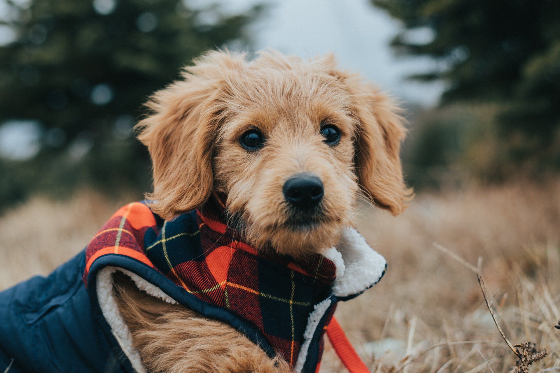 pet-holiday-safety-tips