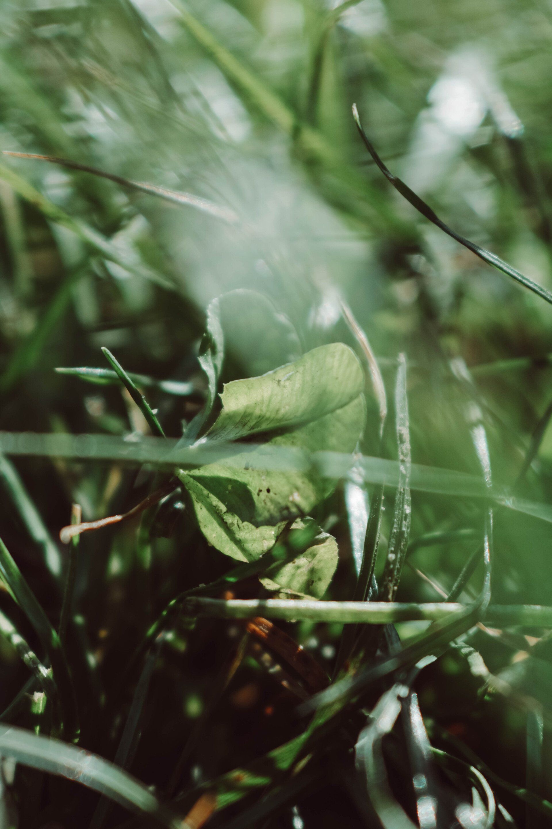 grass blades