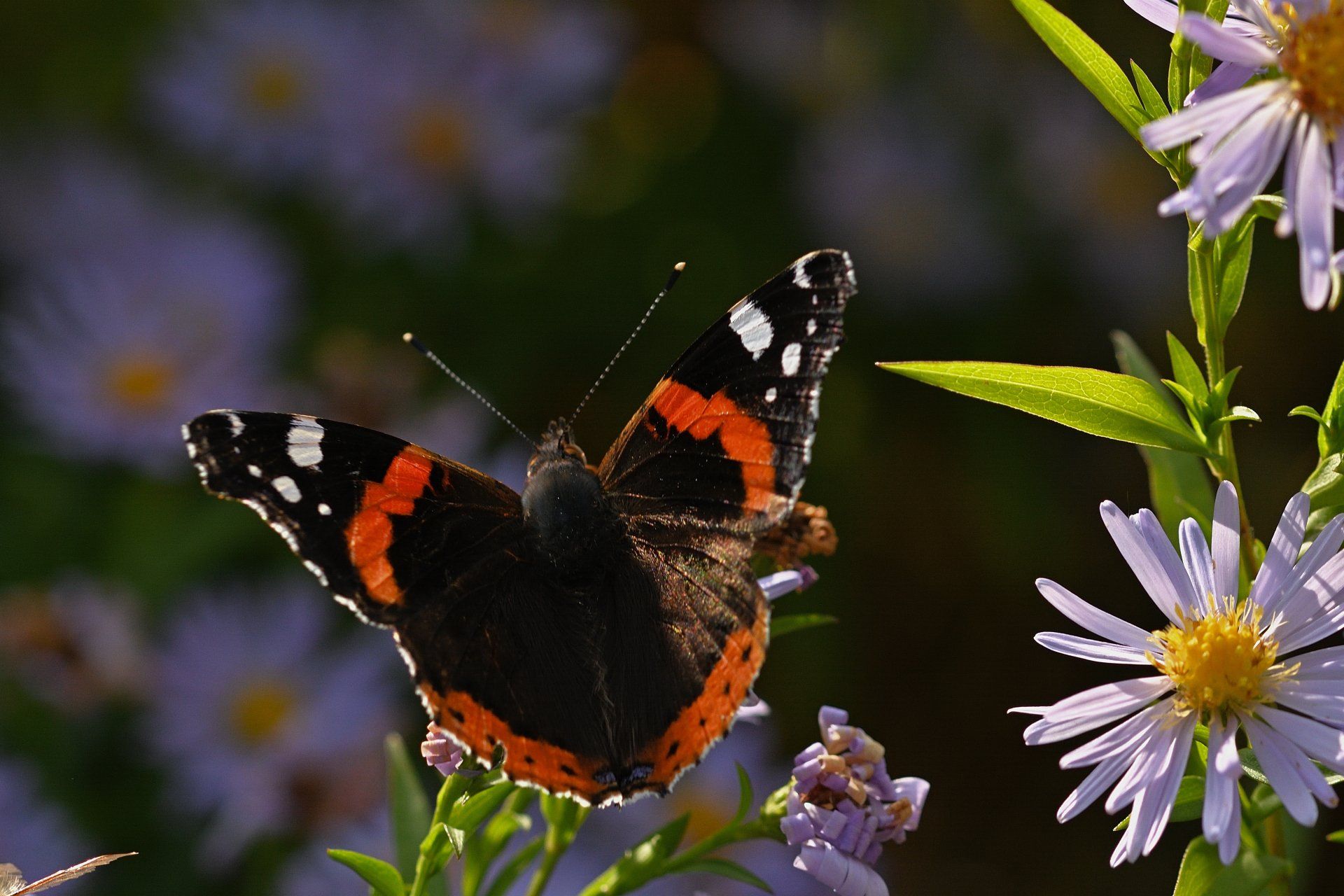 Butterfly on flowers