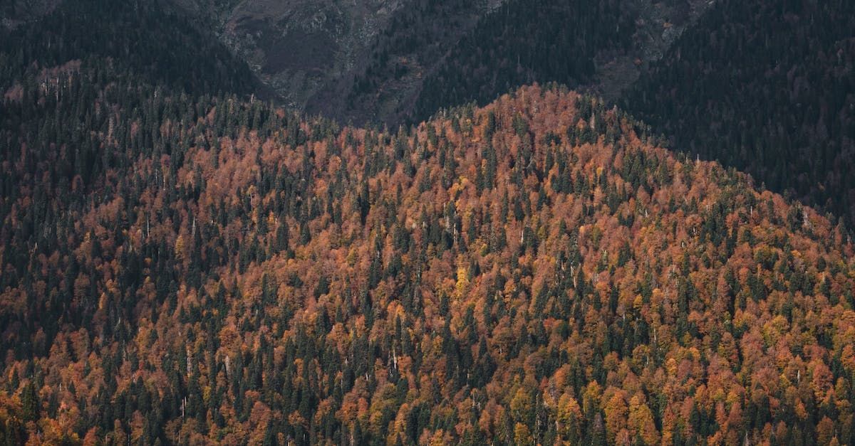 An aerial view of a mountain covered in trees with autumn leaves.