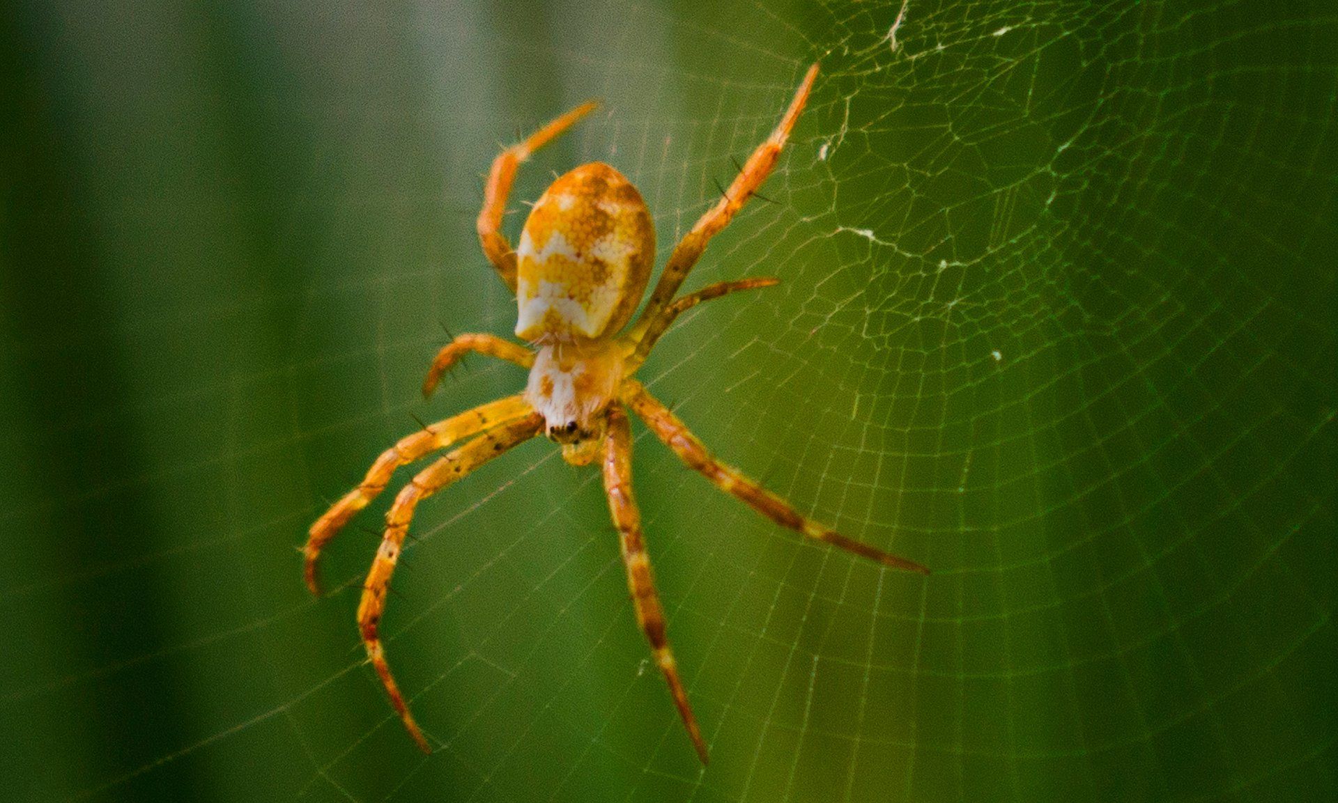 Yellow spider with long legs on web against green background. Linking Spider and Insect services.