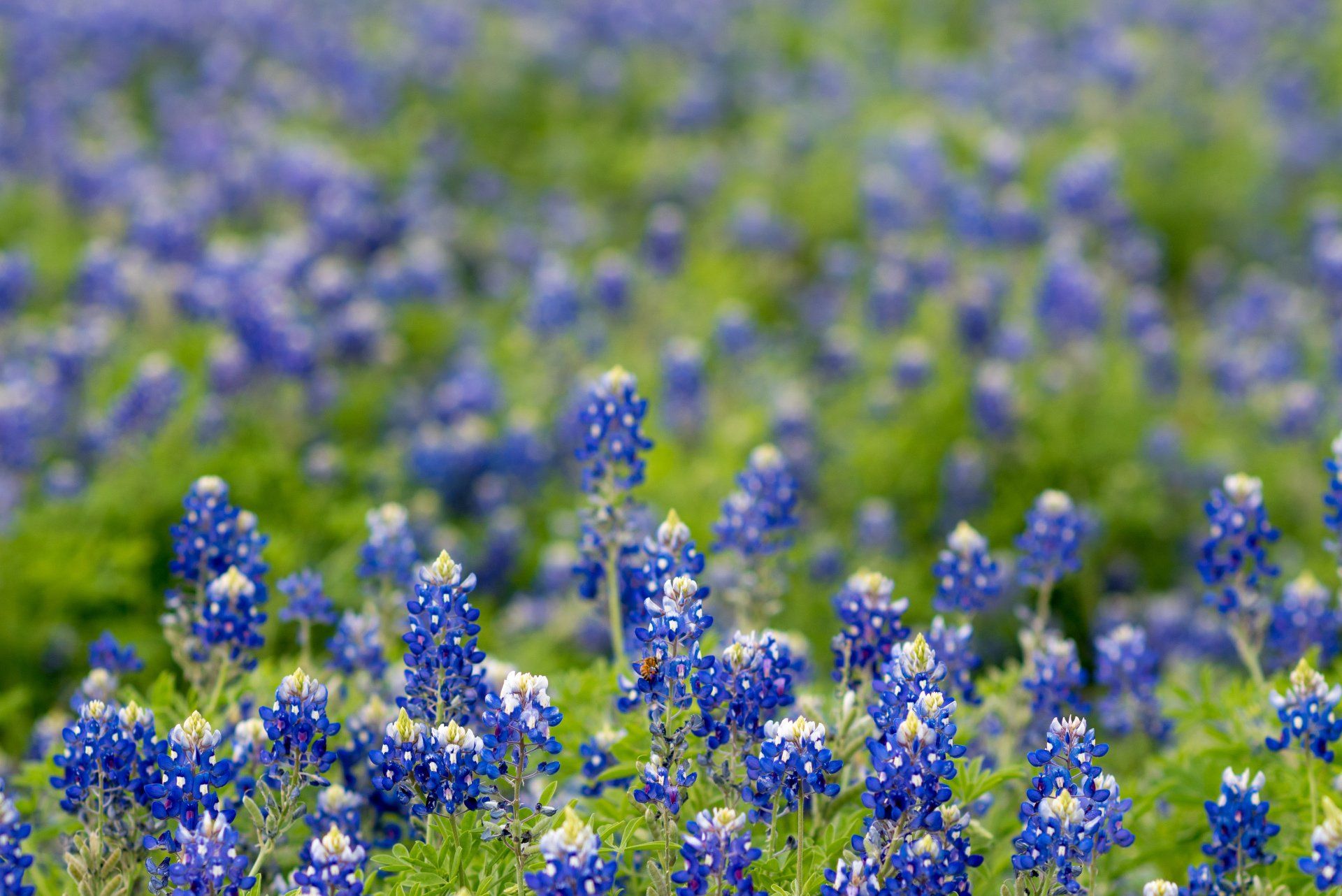 Field of vibrant bluebonnet flowers, green foliage, bright spring day.