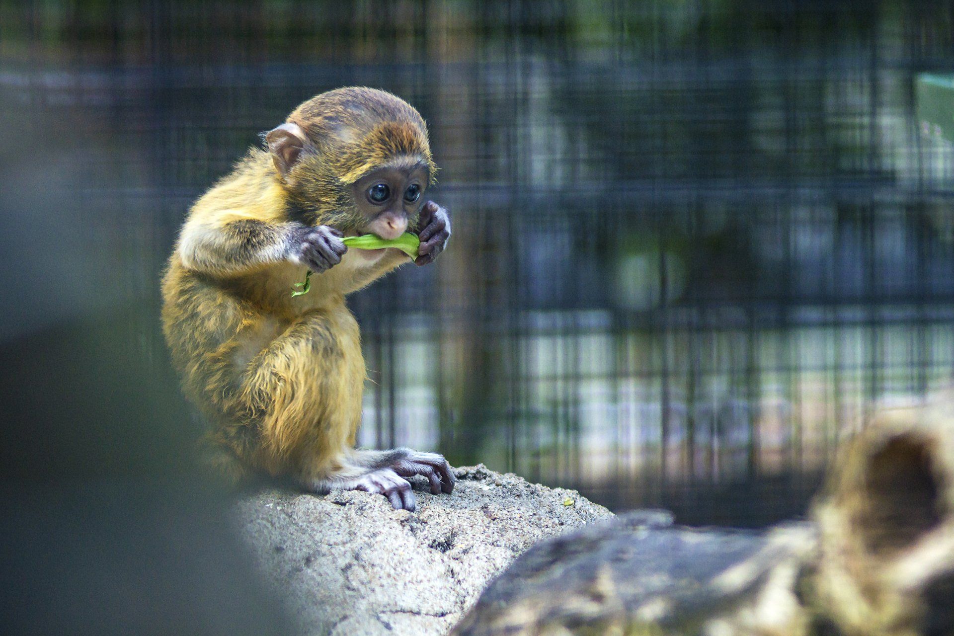 Monkey eating a green leaf while perched on a rock in an enclosure.